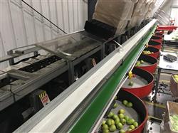 Image KW AUTOMATION Fruit Grader - 11 from Bid-on-Equipment.com