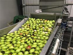 Image KW AUTOMATION Fruit Grader - 4 from Bid-on-Equipment.com