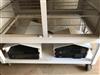 Image AC AIR CONTROL Microvoid Environmental Clean Room Transport Carts - 5 from Bid-on-Equipment.com