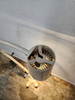 Image GOODWIN 1196-41 Portable Examination Light on Rollers - 4 from Bid-on-Equipment.com